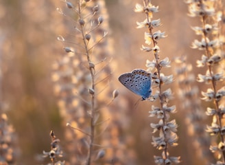 blue butterfly perched on brown plant during daytime
