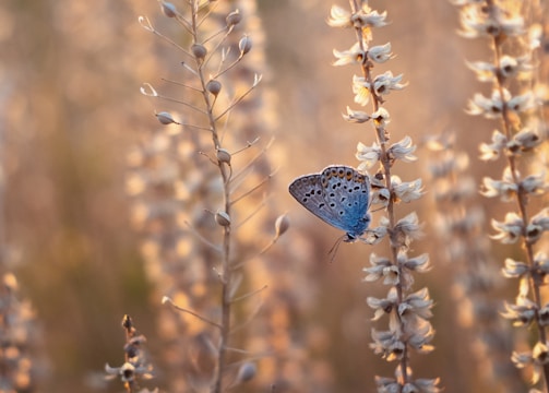 blue butterfly perched on brown plant during daytime