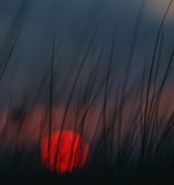 blue red and white light