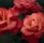 red rose in bloom with dew drops