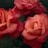 red rose in bloom with dew drops